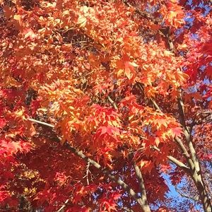 Meet your Posher, Sofia